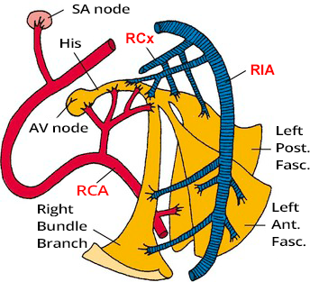 Right coronary artery blood supply and electrical conduction system