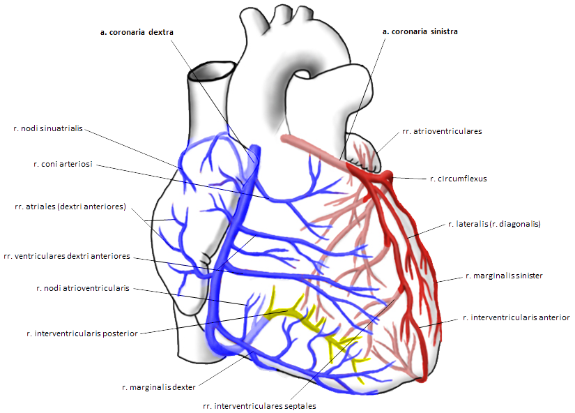 arteria coronaria dextra, right coronary artery circulation