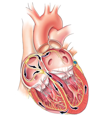 Heart conduction system and action potential propagation