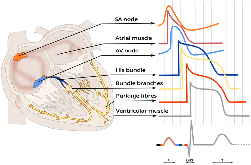 Heart areas with action potentials in conduction system and myocardial muscle