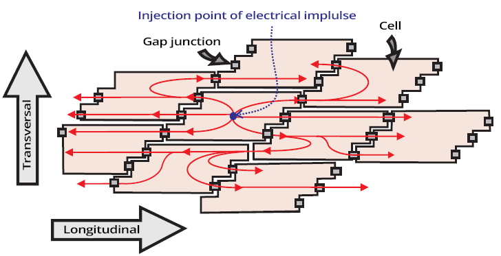 Longitudinal and transversal propagation wave of action potential