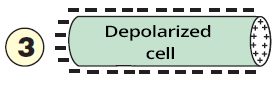 Depolarized cell with negative extracellular space