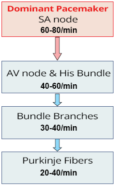 Dominant pacemaker - SA node and overdrive suppression