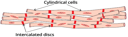 Heart muscle and syncytium, intercalated discs, gap junctions