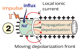 Propagation of depolarization, electrical impulse, sodium influx, and local ionic current