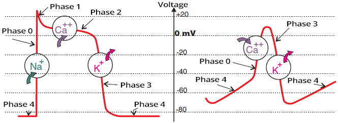 Phases of action potential in conduction system (SA node) and ventricular myocyte