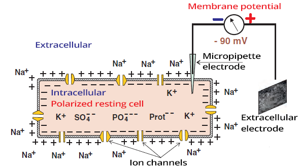 Polarized resting cell with intracellular and extracellular electrode. Sodium potassium pump with ions channels