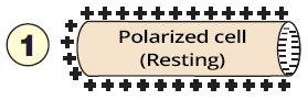 Resting membrane potential with -90mV