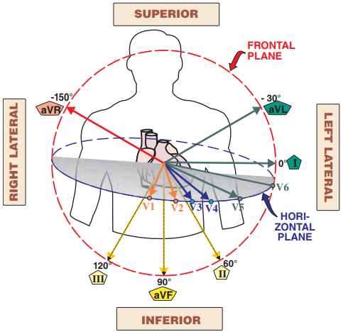 ECG leads in 3D space (superior, right lateral, inferior, left lateral leads)