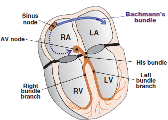 Heart bachmann bundle (interatrial bundle)