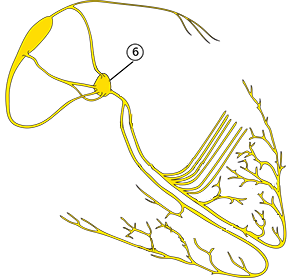 Atrioventricular (AV) node and heart conduction electrical system