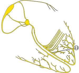 Left anterior fascicle and heart conduction electrical system