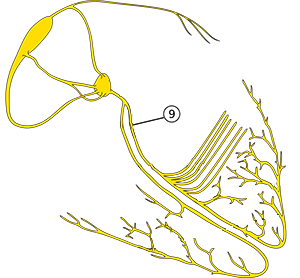 Left bundle branch and heart conduction electrical system