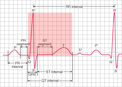 ECG QT interval, from the start of the Q wave to the end of the T wave