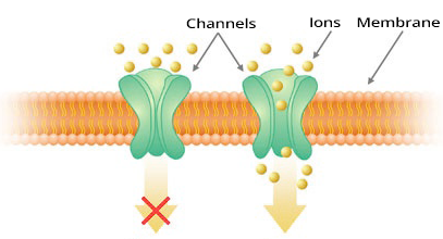 Short QT syndrome, channelopathy