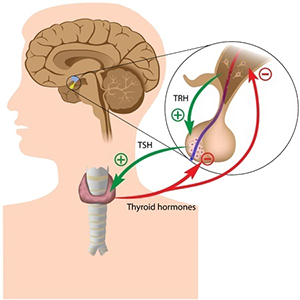 Hypothalamic pituitary adrenal axis, TRH, TSH
