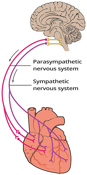 cardiac sympathetic and parasympathetic nerve, nervus vagus