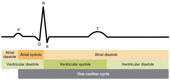 action potential, atrial diastole, atrial systole, ventricular diastole, ventricular systole, one cardiac cycle