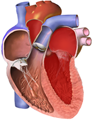 Restrictive cardiomyopathy overview