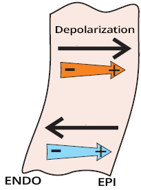 Fast depolarization electrical vector in myocardial wall