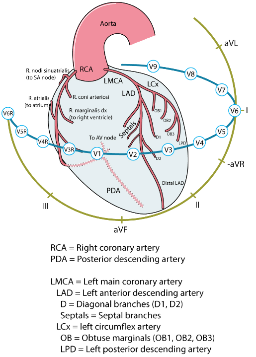 Heart coronary artery, Left circumflex branch, Lateral wall of left ventricle, first diagonal branch (D1) of LAD