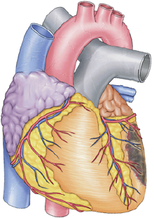 Lateral STEMI infarction categories, anterolateral, inferior-posterior-lateral-isolated lateral STEMI