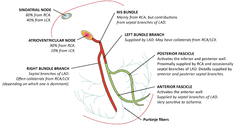 Conduction system blood supply: SA node, AV node, Bundle branches, PDA, LAD, LCx, culprit artery