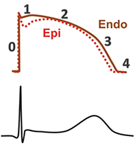 ECG action potential phases, endocardium, epicardium depolarization, repolarization