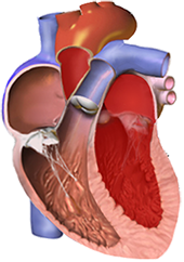 Normal left ventricle thickness