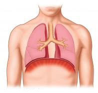 Normal lungs position