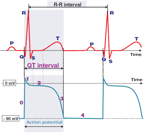 Action potential phase 3
