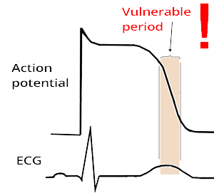 Latent period (LP) or Vulnerable period, period in phase 3 between ERP and RRP