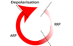 Action potential wavefront, Re-entry mechanism absolute refractory period (ARP), Relative refractory period (RRP), excitation gap