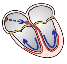 Heart conduction system, fast ventricular depolarization, narrow QRS complexes